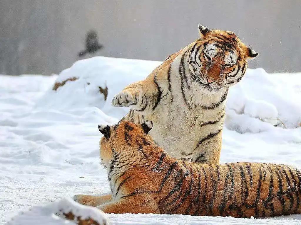 小老虎在雪中玩耍。东北虎在冬季是一种自然栖息地。东北虎照片摄影图片_ID:395121210-Veer图库